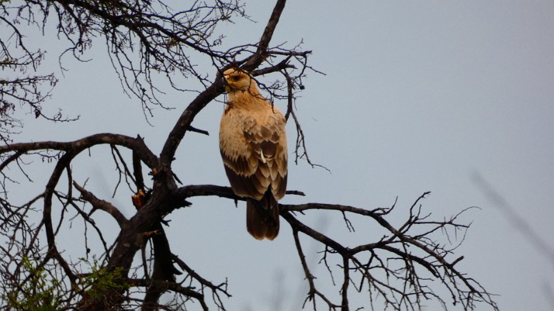 Adler Matobo.jpg